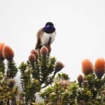 The Andean Hillstar Hummingbird (the only hummingbird that lives above 3000m Mark Armstrong