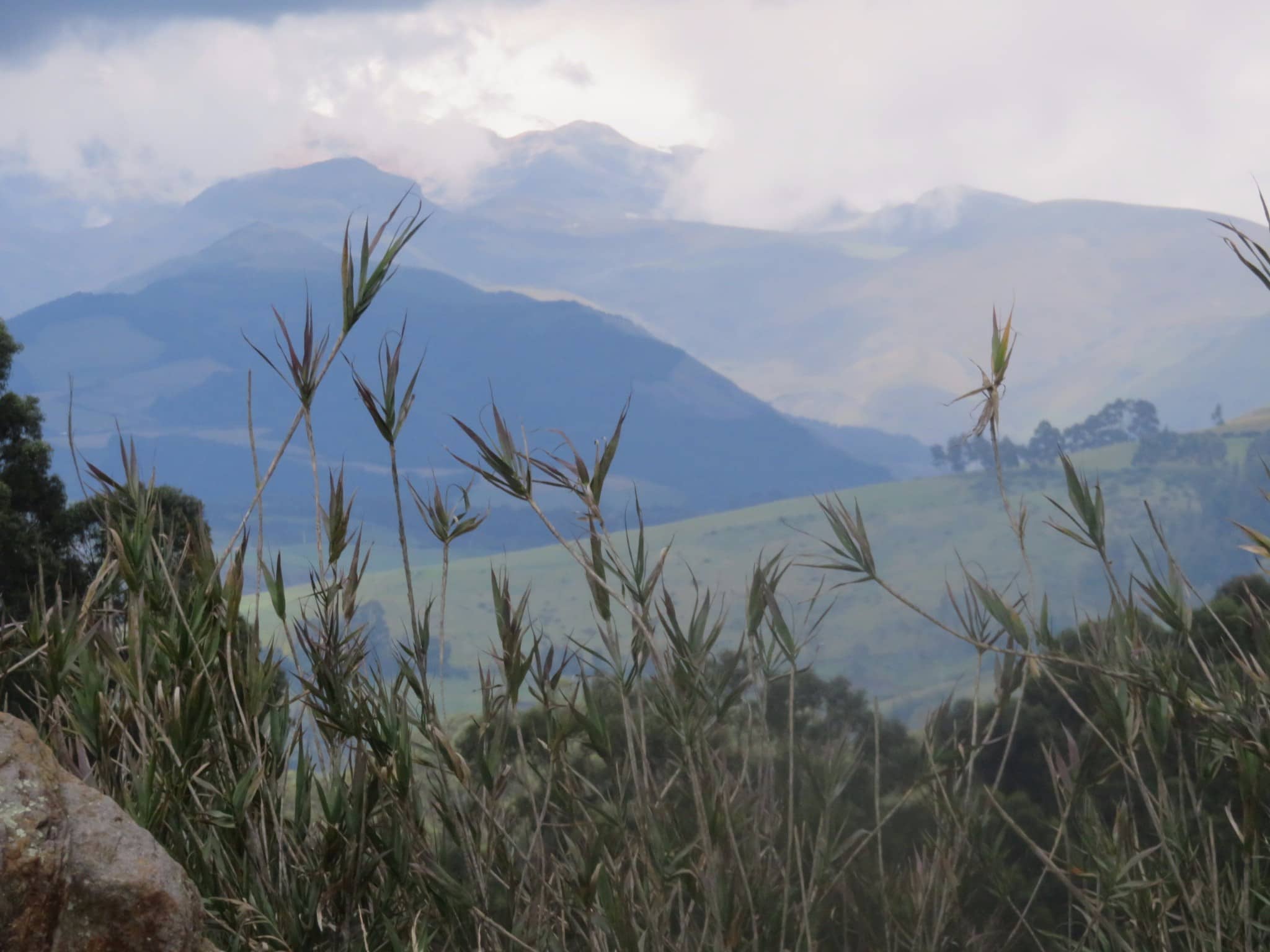 The environs of Quito are both high altitude and tropical with a tremendous diversity of flora and fauna.