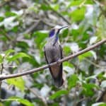 Photo of a Brown Violetear Hummingbird by Mark Armstrong